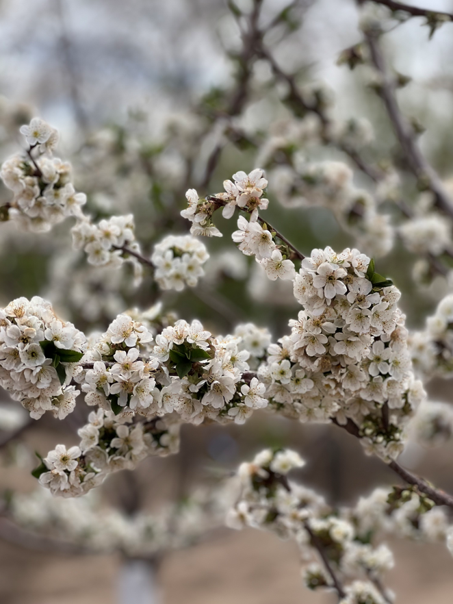 White Flowering Tree